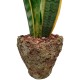 PLANTA SANSIVIERIA