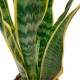 PLANTA SANSIVIERIA