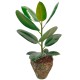 PLANTA DE FICUS