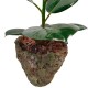 PLANTA DE FICUS