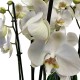 PHALAENOPSIS GARDEN